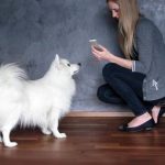 L' iPhone può controllare il vostro cane? 2