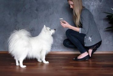 L' iPhone può controllare il vostro cane? 24