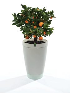 parrot-pot